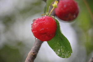 Bacche rosse di acerola con gocce d'acqua e difese immunitarie