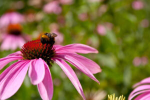 Fiore di Echinacea purpurea e difese immunitarie