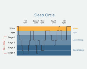 Schema delle fasi del sonno umano che illustra l'alternanza tra sonno leggero, sonno profondo N3 e fase REM