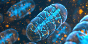 Illustrazione scientifica dei mitocondri e della produzione di energia cellulare supportata dal metabolismo energetico
