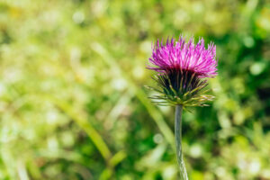cardo mariano rimedio naturale per il fegato affaticato